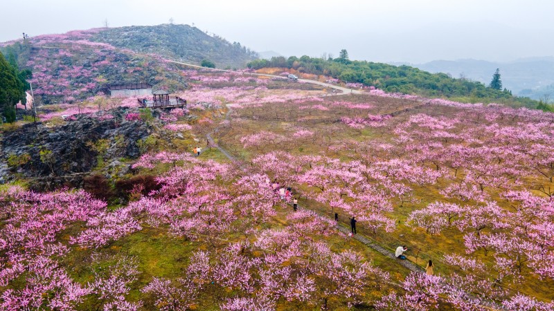 衢州95号公路"最美花季"盛装亮相 百里花廊绘就浙西生态画卷！